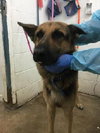 Brody 0385