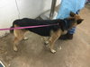 Brody 0385