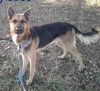 Brody 0385
