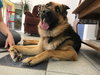 Brody 0385