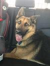 Brody 0385