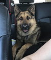 Brody 0385