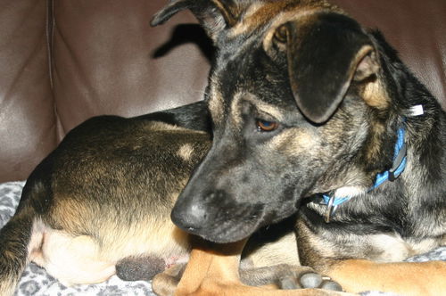 Jack 0403