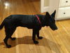 Harper 0407