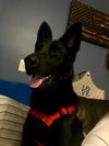 Harper 0407