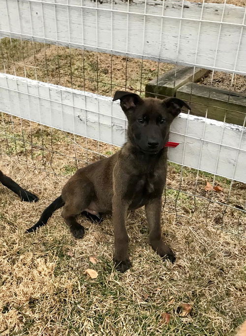 Mack 0438 (Missy pup)