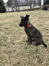 Mack 0438 (Missy pup)