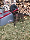 Mack 0438 (Missy pup)