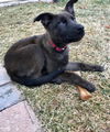 Mack 0438 (Missy pup)