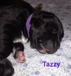 Tazzy 0442 (Daria pup)