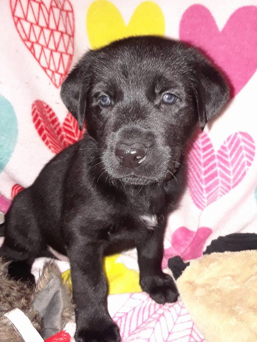 Bugs 0443 (Daria pup)