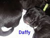 Daffy 0444 (Daria pup)