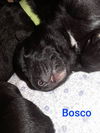 Bosco 0445