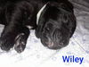 Wiley 0446 (Daria pup)