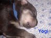 Yogi 0447 (Daria pup)
