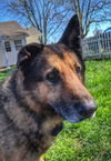 Woodrow 0424