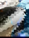 Onyx 0462
