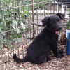 Onyx 0462