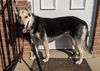 Nala 0469