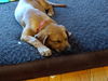 Abigail 0470