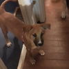 Addie 0471
