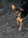 Koda 0478
