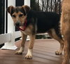 Koda 0478