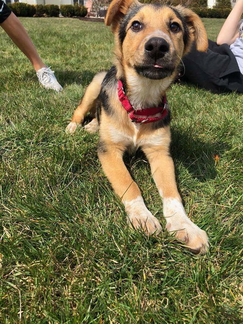 Koda 0478