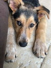 Koda 0478