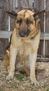 Tommie 0487