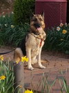 Tommie 0487