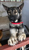 Boone 0489