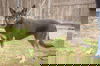 Nikita 0492