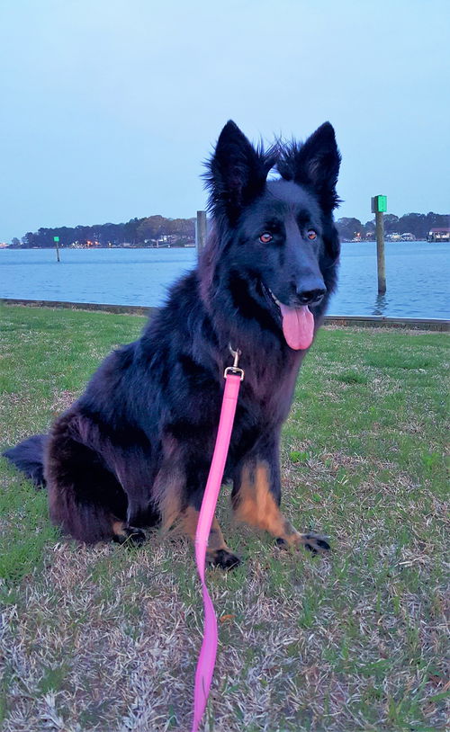 Sable 0527