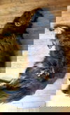 Sable 0527