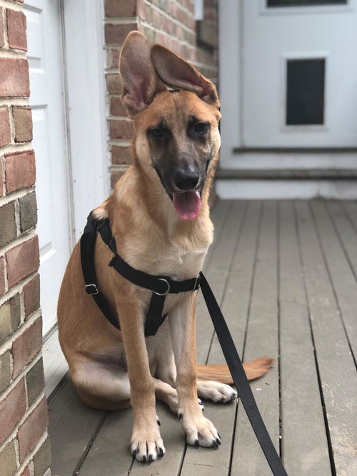 Finn 0535