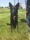 Bailey 0561