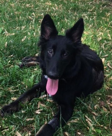 Bailey 0561