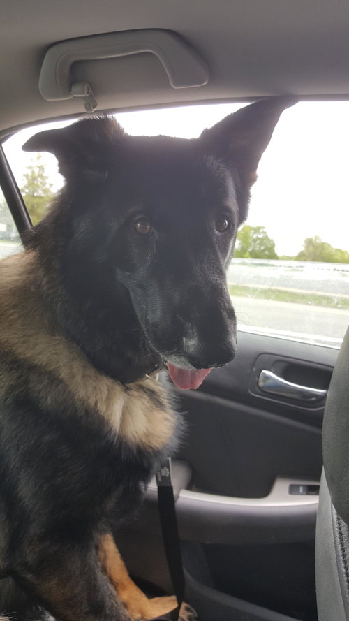 Duke 0549