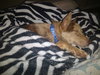 Roxanne 0576
