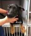 Koda 0595