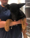 Koda 0595