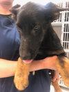 Koda 0595