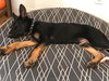 Koda 0595