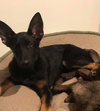 Koda 0595