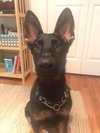 Koda 0595