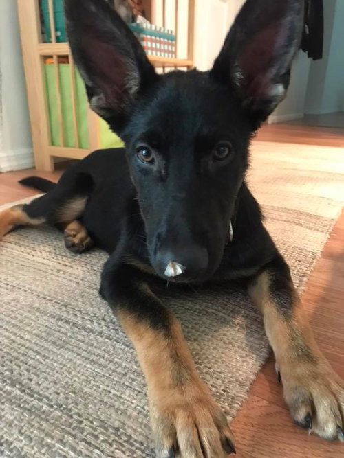 Koda 0595