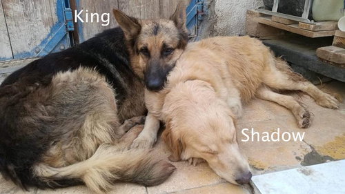 King 0638