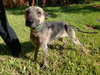 Brandy 0644