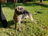 Brandy 0644